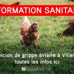 Cas de grippe aviaire : que faire si vous avez des poules ?