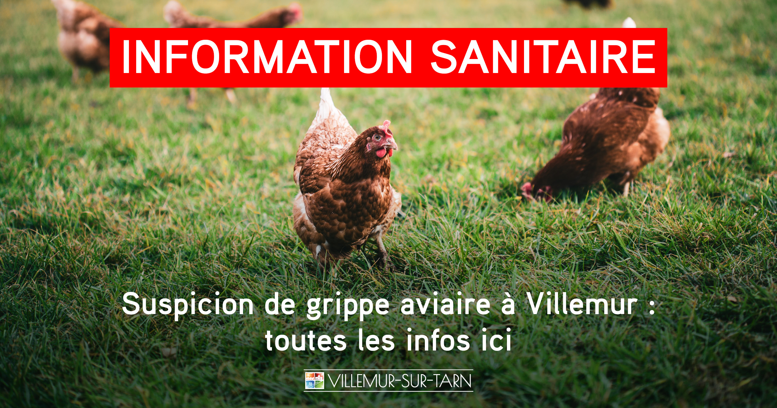 Cas de grippe aviaire : que faire si vous avez des poules ?
