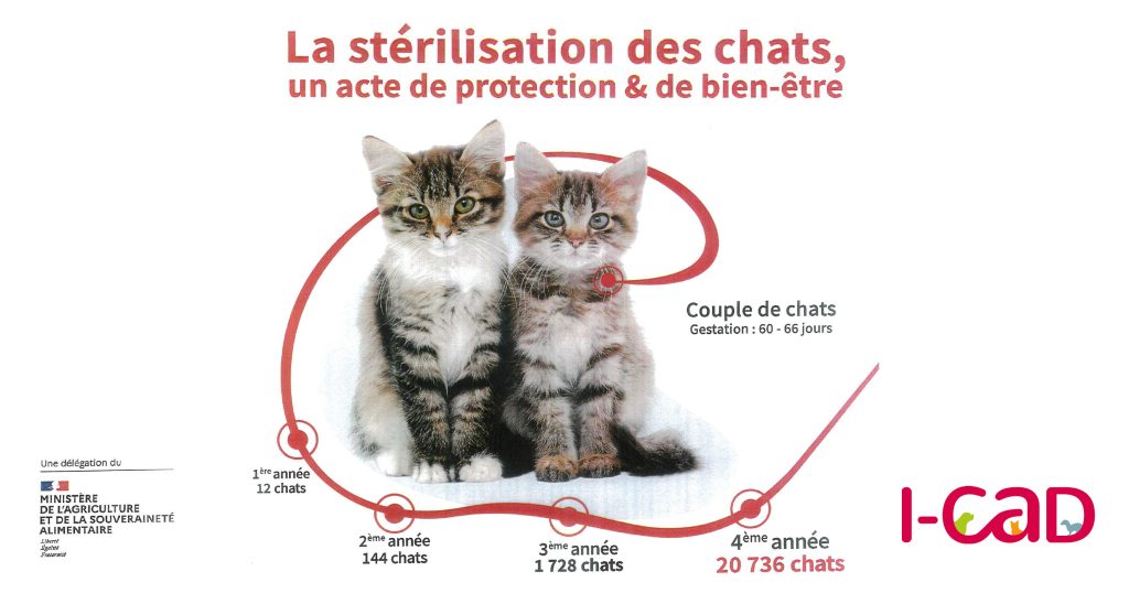 Stérilisation des chats icad villemur sur tarn